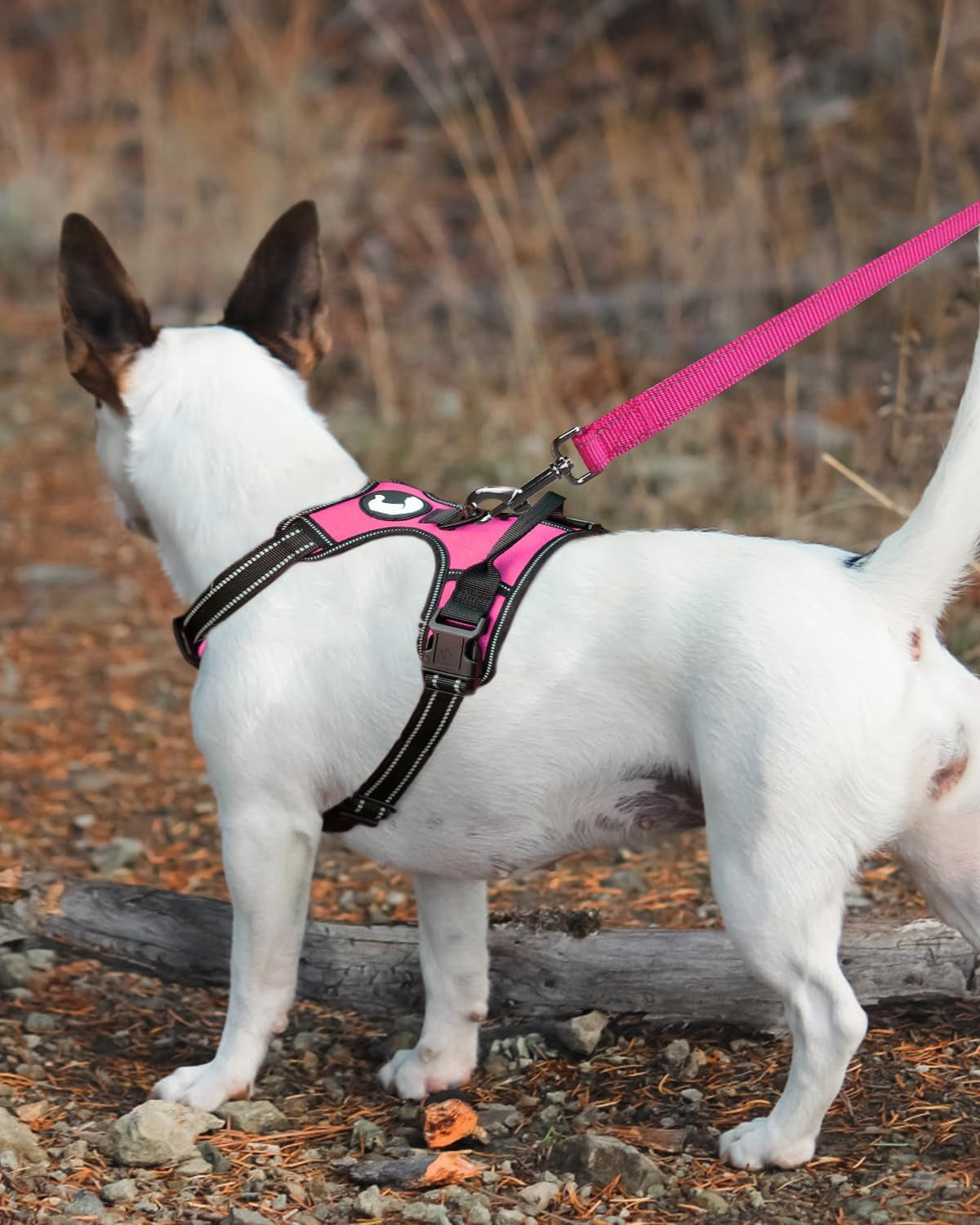 Double-Sided Reflective Dog Leash, 4 FT, Padded Handle Nylon Heavy Duty Leashes for Small & Medium Dogs Walking, Hotpink